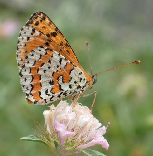 Réf. 188 900 : Melitaea didyma